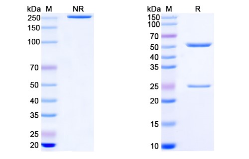 SDS-PAGE for Trevogrumab Biosimilar - Anti-MSTN, GDF8 mAb