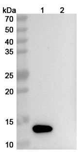 ABX-IL8 Biosimilar - Anti-IL8;CXCL8 mAb - Research Grade in WB Assay