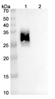 Acrixolimab Biosimilar - Anti-PDCD1 mAb - Research Grade in WB Assay
