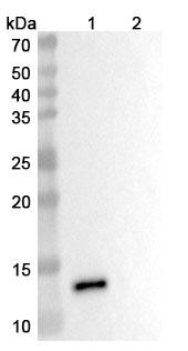 Adakitug Biosimilar - Research Grade in WB Assay