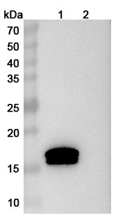 Afelimomab Biosimilar - Anti-TNFa;TNF-alpha mAb - Research Grade in WB Assay