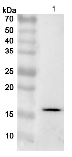AIF1 / IBA1 Polyclonal Antibody binds to Mouse AIF1 Recombinant Protein, N-His in WB Assay