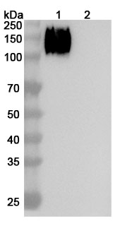 Altumomab Biosimilar - Anti-CD66e;CEA mAb - Research Grade in WB Assay