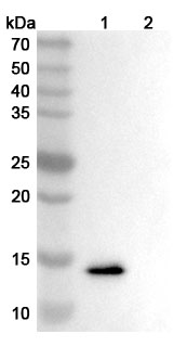 Anrukinzumab Biosimilar - Anti-IL13 mAb - Research Grade binds to Mouse IL13 recombinant protein in WB Assay