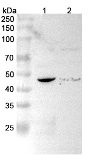 Anti-ACADS Polyclonal antibody binds to Recombinant Human ACADS, N-His in WB Assay