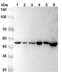 Anti-ACTR1B Polyclonal Antibody binds to Recombinant Human ACTR1B Protein, N-His in WB Assay