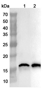 Anti-AIF1 Polyclonal Antibody binds to Mouse AIF1 Recombinant Protein, N-His in WB Assay