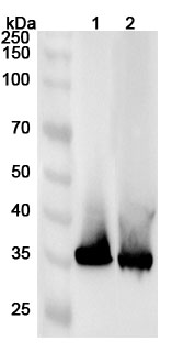 Anti-AKR1D1 Polyclonal Antibody binds to Recombinant Human AKR1D1 Protein, N-His in WB Assay