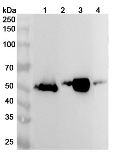 Anti-AMY2A Polyclonal Antibody binds to Recombinant Human AMY2A, N-His in WB Assay