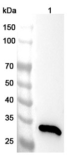 Anti-ANXA4 Polyclonal antibody binds to Recombinant Human ANXA4, N-His in WB Assay
