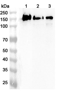 Anti-APBA1 Polyclonal Antibody binds to Recombinant Human APBA1 Protein, N-His in WB Assay