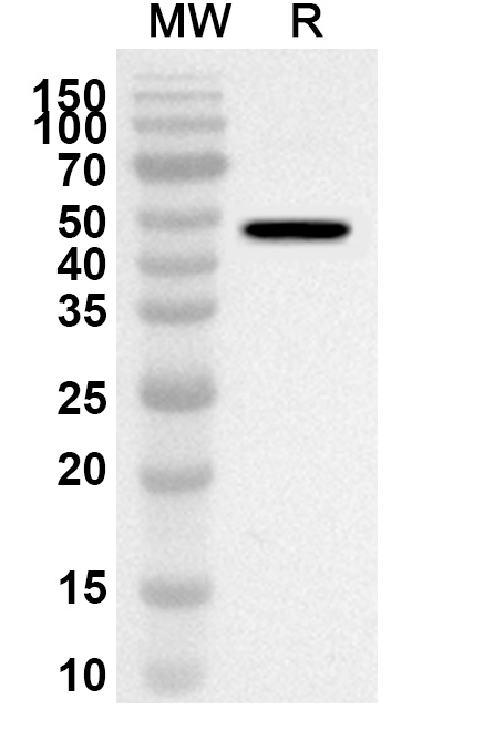 Anti-APOA4 Polyclonal antibody binds to Recombinant Human APOA4, N-His in WB Assay
