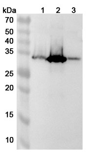 Anti-ARL4D Polyclonal Antibody binds to Recombinant Human ARL4D Protein, N-His in WB Assay