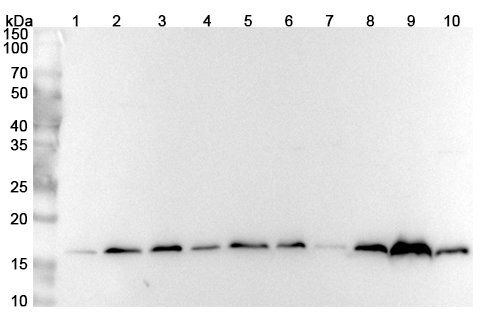 Anti-ARL8B Polyclonal Antibody in WB Assay