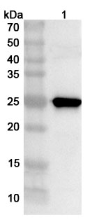 Anti-ASFV A238L Polyclonal Antibody binds to Recombinant ASFV A238L Protein, N-His in WB Assay