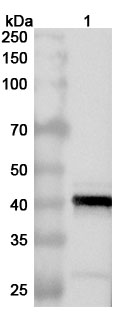 Anti-ASFV CP2475L (p37) Polyclonal Antibody binds to Recombinant ASFV CP2475L (p37) Protein, N-His in WB Assay