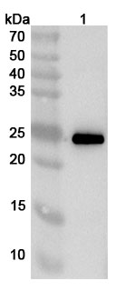 Anti-ASFV E248R/Ba71V-132 Polyclonal Antibody binds to Recombinant ASFV E248R/Ba71V-132 Protein, C-Fc in WB Assay