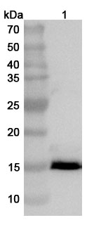 Anti-ASFV EP153R Polyclonal Antibody in WB Assay