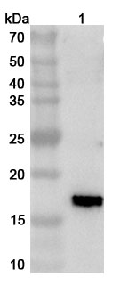 Anti-ASFV EP402R Polyclonal Antibody binds to Recombinant ASFV EP402R Protein, N-His in WB Assay