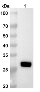 Anti-ASFV MGF_360-4L Polyclonal Antibody binds to Recombinant ASFV MGF_360-4L Protein, N-His-SUMO in WB Assay