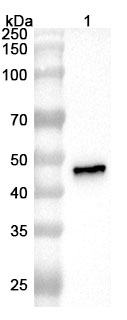 Anti-ASFV NP419L Polyclonal Antibody binds to ASFV NP419L Recombinant Protein, N-His in WB Assay