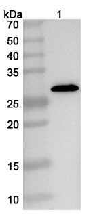Anti-ASFV p72/B646L Polyclonal Antibody binds to Recombinant ASFV p72/B646L Protein, N-His in WB Assay