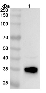 Anti-ASPA Polyclonal Antibody binds to Recombinant Human ASPA Protein, N-His in WB Assay