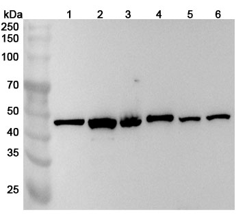 Anti-ATXN10 Polyclonal antibody binds to ATXN10, N-His, recombinant protein in WB Assay