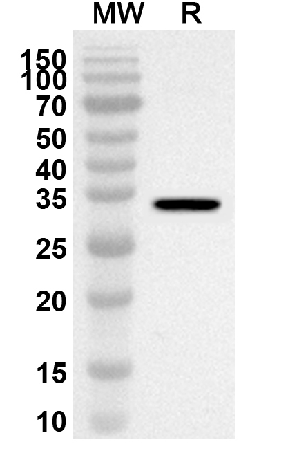 Anti-AZIN1 Polyclonal antibody binds to Recombinant Human AZIN1, N-His in WB Assay