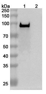 Anti-Bacillus anthracis PA/pagA/PA-83 Antibody (SAA1376) binds to Recombinant Bacillus anthracis PA/pagA/PA-83 Protein, N-His in WB Assay