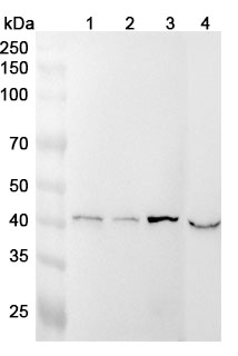 Anti-BCKDK Polyclonal Antibody binds to Human BCKDK Recombinant Protein, N-His in WB Assay