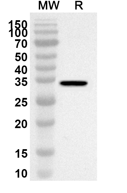 Anti-BCL2L1 Polyclonal Antibody binds to Bcl-2-like protein 1(BCL2L1) in WB Assay