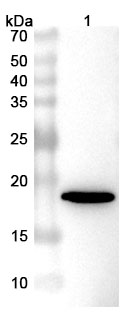 Anti-Bet v 1/Allergen Bet v I-A VHH (SAA0668) in WB Assay