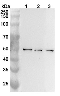 Anti-BLMH Polyclonal antibody binds to Recombinant Human BLMH, N-His in WB Assay