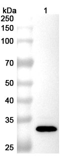 Anti-Bordetella pertussis fhaB/FHA Polyclonal Antibody in WB Assay