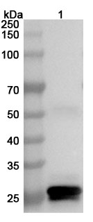 Anti-Bordetella pertussis ptxA/PTXS1 Polyclonal Antibody binds to Recombinant Bordetella pertussis ptxA/PTXS1 Protein, N-His in WB Assay