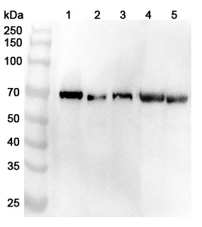 Anti-Bovine ALB Polyclonal Antibody binds to Recombinant Bovine Bos d 6/ALB Protein, N-His in WB Assay