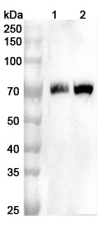 Anti-Strep Tag (WSHPQFEK) Antibody (3E8#) in WB Assay