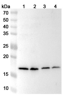 Anti-BUD31 Polyclonal Antibody binds to Recombinant Human BUD31 Protein, N-His in WB Assay