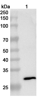 Anti-BVDV (Mucosal disease virus) E2 glycoprotein Polyclonal Antibody binds to Recombinant BVDV E2 glycoprotein Protein, N-His in WB Assay