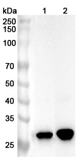 Anti-CA13 Polyclonal Antibody binds to Recombinant Human CA13, N-His in WB Assay