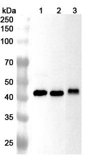Anti-CALU Polyclonal antibody binds to Recombinant Human CALU, N-His in WB Assay