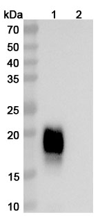 Anti-Cat CH1 & CH2/Allergen Fel d I-A & B Antibody (ABS1855)