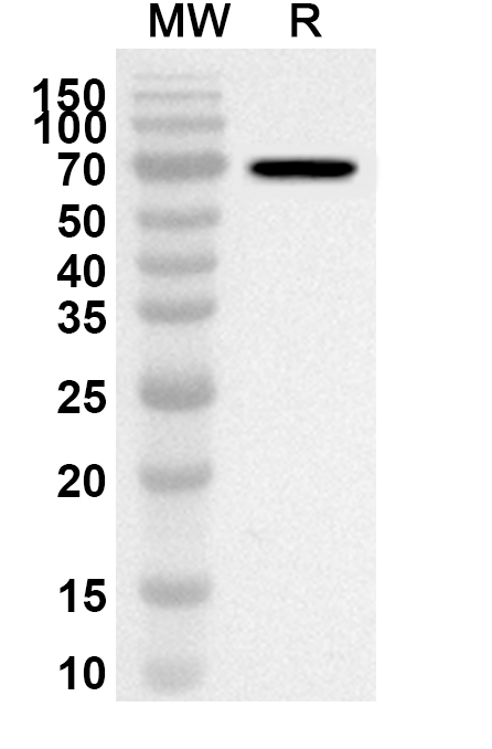 Anti-CD284/TLR4 Polyclonal Antibody binds to Toll-like receptor 4(TLR4) in WB Assay