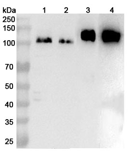 Anti-CD29/ITGB1 Polyclonal Antibody in WB Assay