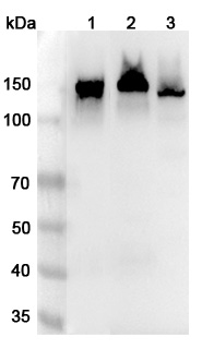 Anti-CD325/CDH2 Polyclonal Antibody binds to Recombinant Human CD325/CDH2 Protein, N-His in WB Assay
