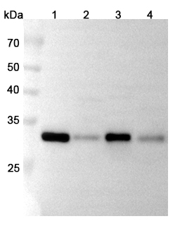 Anti-CD326/EPCAM Polyclonal Antibody binds to Human CD326 recombinant protein in WB Assay
