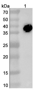 Anti-CD3E & Mesothelin & Serum Albumin Trispecific Antibody in WB Assay