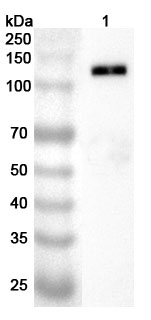 Anti-CD42b/GP1BA Polyclonal antibody binds to Human CD42b recombinant protein in WB Assay