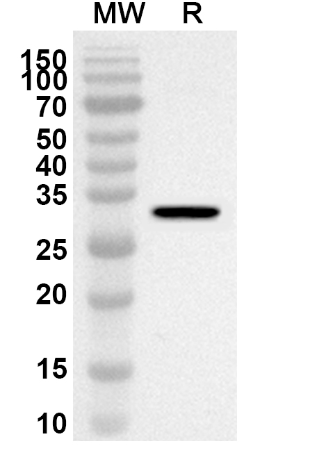 Anti-CD66a/CEACAM1 Polyclonal antibody binds to CD66a recombinant protein in WB Assay